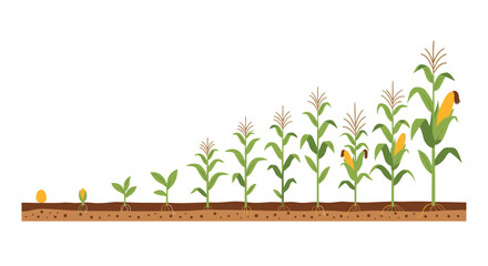 The growth stages of a corn plant from seedling to mature harvest.