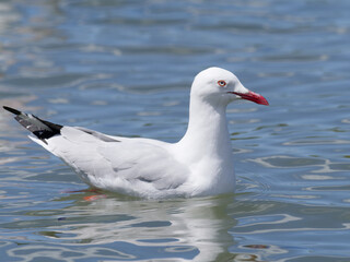 Silver Gull or Seagull (Chroicocephalus novaehollandiae) up close swimming in an estuary