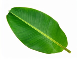 Fototapeta premium banana leaf on white background