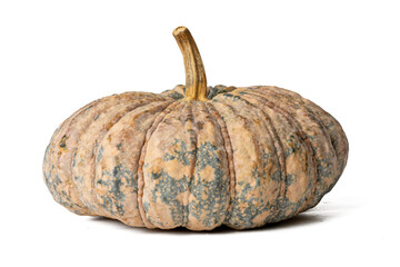Photo of pumpkin taken with a high-resolution camera using the focus-stacking technique on a white background.