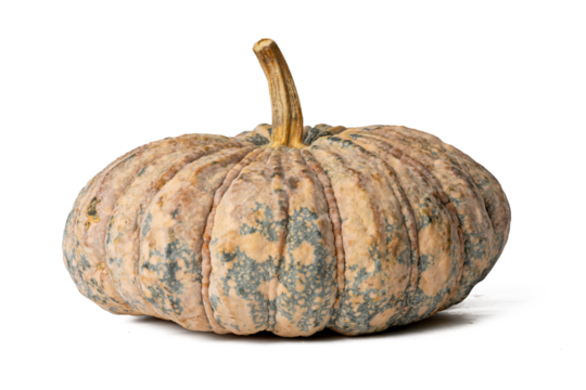 Photo of pumpkin taken with a high-resolution camera using the focus-stacking technique on a white background.