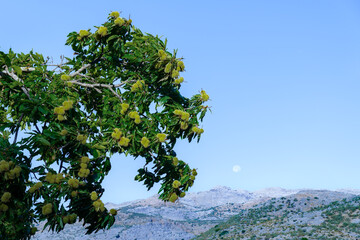 Chestnut tree showing unripe nut burrs with a full moon visible above distant mountains