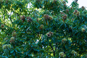 Sweet chestnut tree branches filled with ripening burrs in bright green foliage