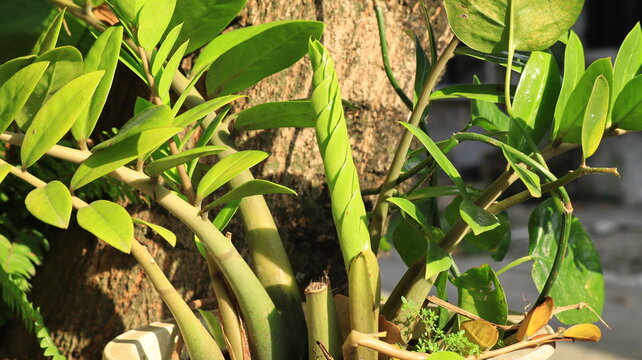 The new leaves of the zamia ornamental plant are still rolled up and green in color.