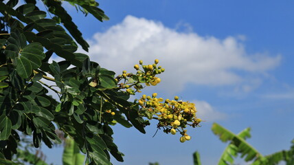 The yellow flowers of the johar tree or Senna siamea will soon bloom