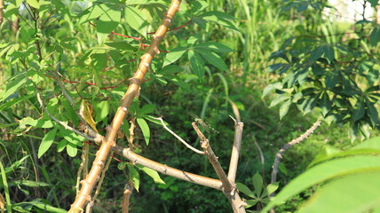 A green dragonfly landed on a tree branch
