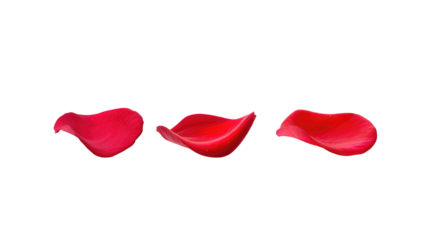 Red flower petals png