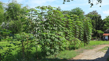 A living fence made of tall, fertile cassava trees separates the rice fields from the dirt road.