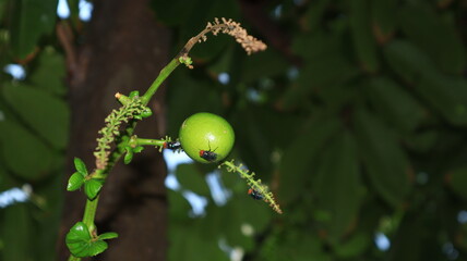 A large green fly landed on a matoa or Pacific lychee fruit