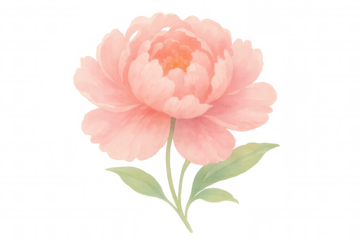 Blooming watercolor peony flower illustrating a botanical floral blossom design on a transparent background