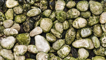wet white stone covered in green moss. texture and background