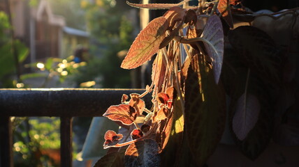 A brown-leafed ornamental plant with red flowers growing in a pot on the terrace of the house is exposed to the morning sun.