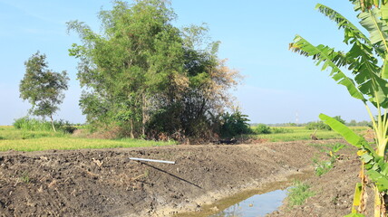 A large grey PVC pipe functions to drain excess rice field water into the irrigation channel.