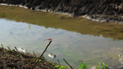 A red dragonfly perched on the tip of a dry branch