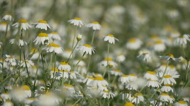 Chamomile flowers meadow blooms profusely in summer sunlight for pollination in nature.