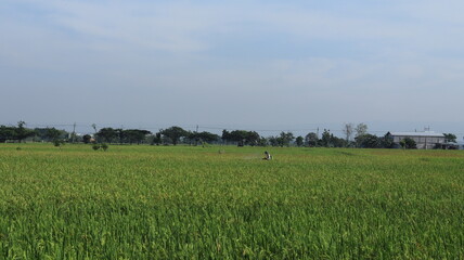 A farmer is spraying pesticide with a tank on his back