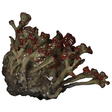 British soldier lichen Cladonia cristatella