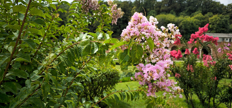 Horizontal photo of pink Lagerstroemia flowers blooming in a garden with green lawn and arched gallery in the background. Ideal for travel, floral and seasonal projects.