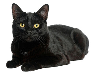 Elegant black cat with piercing yellow eyes, resting gracefully