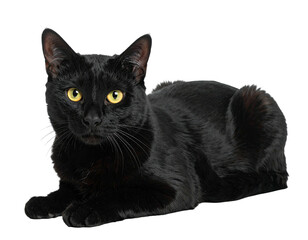 A sleek, black domestic cat with striking yellow eyes, resting on an invisible surface