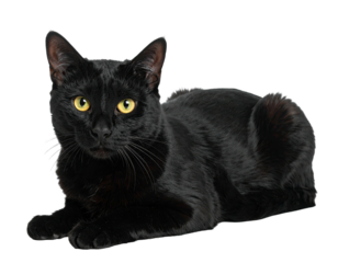 A sleek, black domestic cat with striking yellow eyes, resting on an invisible surface