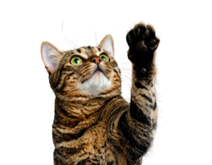A tabby cat with green eyes reaches its paw up on a black background