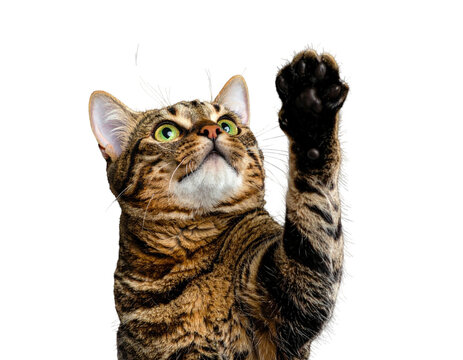 A tabby cat with green eyes reaches its paw up on a black background
