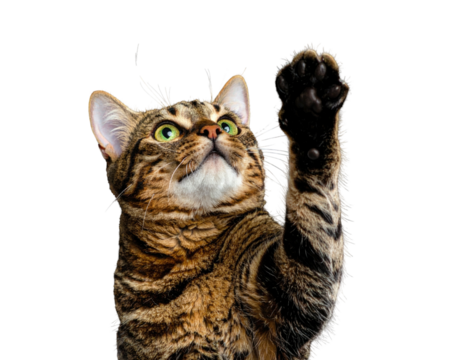 A tabby cat with green eyes reaches its paw up on a black background