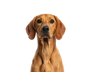 Close up studio portrait of a reddish-brown dog against a black background
