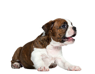 Small brindle and white puppy with open mouth, alert and curious expression