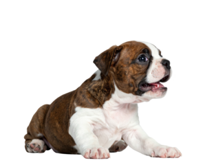 Small brindle and white puppy with open mouth, alert and curious expression