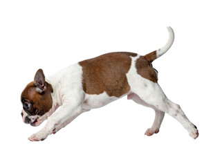 Small brown and white puppy in mid-leap, alert and playful