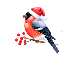 A colorful bird in a festive hat perches on a branch adorned with red berries