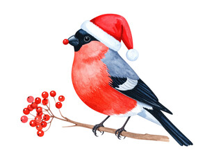 Festive bullfinch with red hat and berries on branch