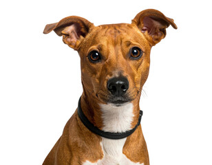 A brown and white dog with pointed ears and dark eyes stares intently ahead