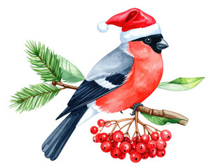 Festive bird in a Santa hat perches on a branch laden with red berries