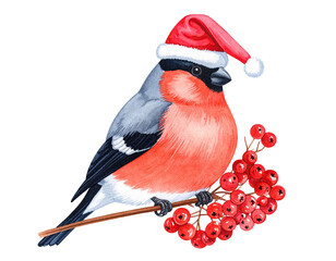 Festive bird in Santa hat perched on branch with bright red berries