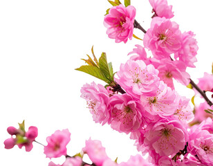 Delicate pink blossoms adorn a dark, abstract background, soft light