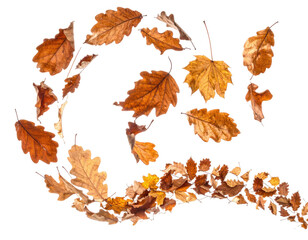 Autumn leaves swirl in a decorative pattern, a natural design