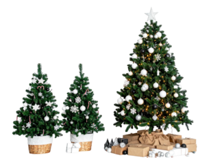 Two small, one large decorated evergreen trees with gifts