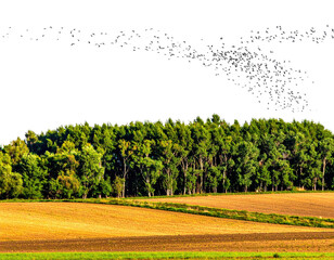 Lush green trees border a sunlit field under a dark, cloudy sky