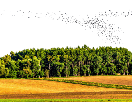 Lush green trees border a sunlit field under a dark, cloudy sky