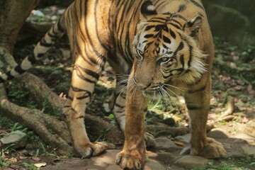 close up of a sumatran tiger's facial expression