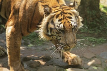 close up of a sumatran tiger's facial expression