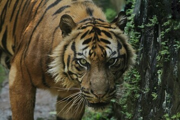 close up of a sumatran tiger's facial expression