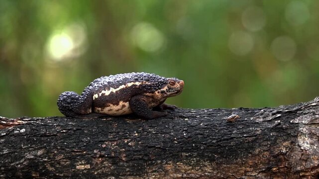 A Suck toad (Pseudobufo subasper) catches an insect with its long sticky tongue while resting on wet wood near a rainforest stream in Borneo, Indonesia.