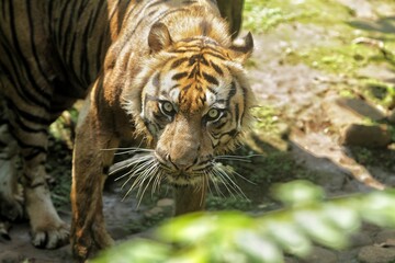 a sumatran tiger is in a bad mood