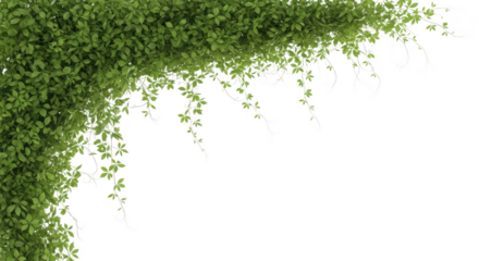 Decorative Green Leafy Vines Hanging On Black Background