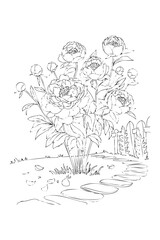 peonies , coloring book for adults