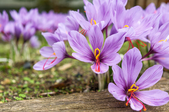 Crocus sativus Safran-Krokus Habitus in Bl&uuml;te mit Narbenf&auml;den zur Gewinnung von Safran